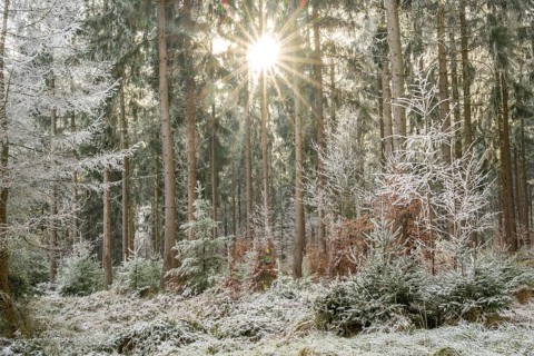 Mixed forest with norway spruce (Picea abies) and European beech (Fagus sylvatica) white from