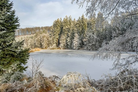 A frozen pont in a valley surrounded by a mixed forest with norway spruce (Picea abies) and