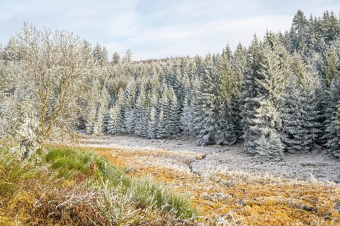 Valley with a small stream surrounded by a mixed forest with young norway spruce (Picea abies)