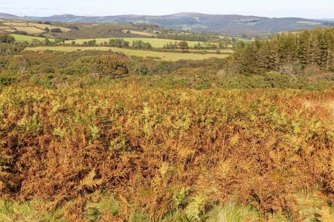 Autumnal colours of autumn vegetation on moorland, near Hayford, Buckfastleigh, Dartmoor national