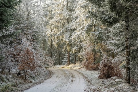 Forest road going through a mixed forest white from roarfrost on a sunny day in winter, Bavaria,
