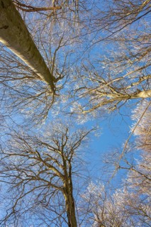 European beech (Fagus sylvatica) trees in a forest with hoarfrost on the branches in winter, Vápec,