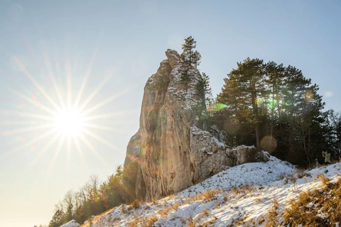 Scots pine (Pinus sylvestris) trees growing on a huge rock in winter, Vápec, Horná Poruba, Slovakia