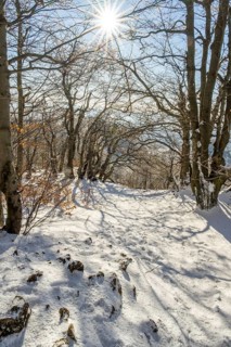 European beech (Fagus sylvatica) trees in a forest with hoarfrost on the branches in winter, Vápec,