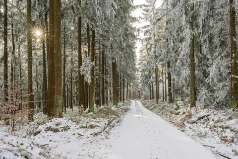 Forest road going through a mixed forest white from roarfrost on a sunny day in winter, Bavaria,