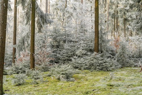 Mixed forest with norway spruce (Picea abies) and European beech (Fagus sylvatica) white from