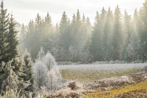 Meadow in a valley surrounded by a mixed forest with norway spruce (Picea abies) and European beech