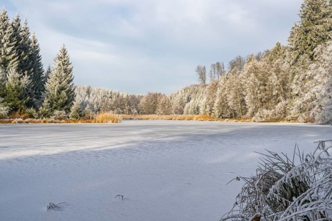 A frozen pont in a valley surrounded by a mixed forest with norway spruce (Picea abies) and