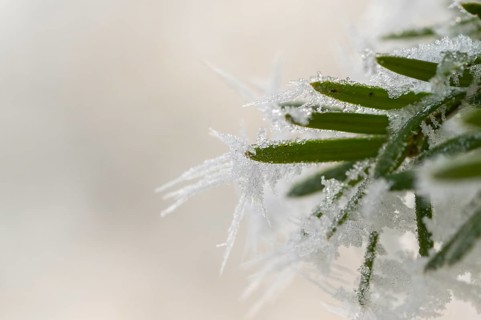 Ice crystals from roarfrost on common yew (Taxus baccata) needles at sunshine in winter, Bavaria,