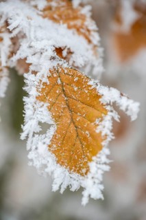Ice crystals from roarfrost on a common beech (Fagus sylvatica) leaf at sunshine in winter,