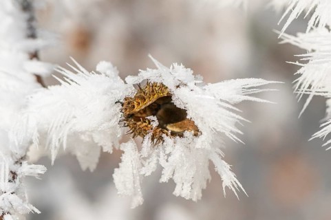 Ice crystals from roarfrost on a common beech (Fagus sylvatica) seed at sunshine in winter,