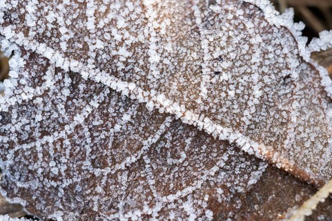 Ice crystals from roarfrost on a goat willow (Salix caprea) leaf lying on the ground in winter,