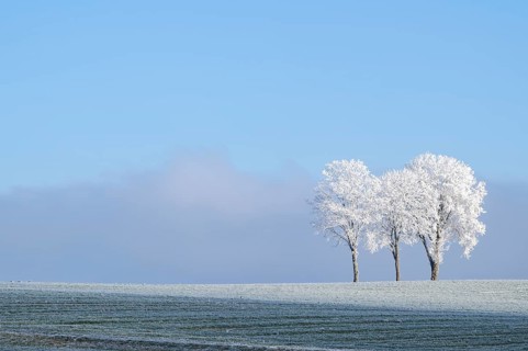 Silver lime trees (Tilia tomentosa) with hoarfrost on the branches standing on a meadow on a sunny