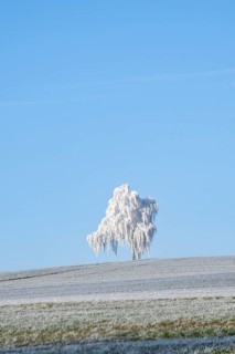 Silver birch (Betula pendula) standing on a meadow with hoarfrost on the branches in front of blue