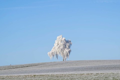 Silver birch (Betula pendula) standing on a meadow with hoarfrost on the branches in front of blue