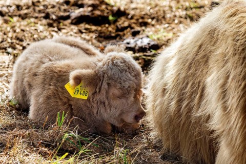 Hochlandrind, Kalb, Neugeborenes liegt bei seiner Mutter, Landschaftspflege, Weidehaltung,