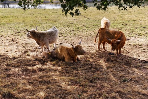 Hochlandrinder, Herde mit Kalb sucht Schatten, Neugeborenes liegt bei seiner Mutter,
