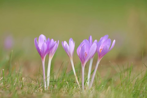 Autumn crocus (Colchicum autumnale), autumn crocus (Colchica) flowering in meadow, wet meadow,
