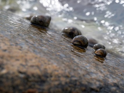 Sea snails on a rock being washed over by the surf, Resö Island, Bohuslän, Skagerrak, Sotenäs,