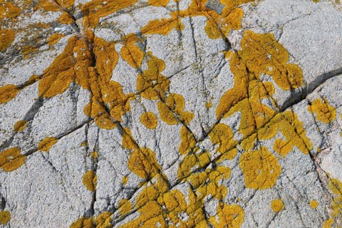 Yellowish lichen on a furrowed granite rock, Resö Island, Bohuslän, Skagerrak, Sotenäs, Västra