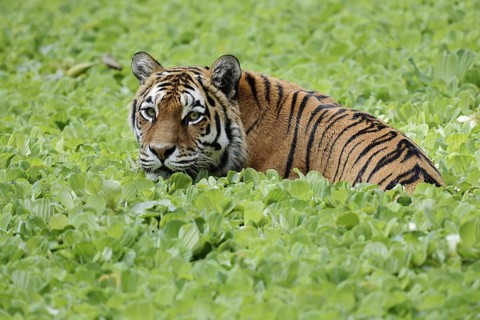 Siberian tiger (Panthera tigris altaica) in a pond with water lettuce (Pistia stratiotes), captive,