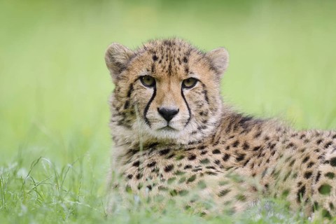 Cheetah (Acinonyx jubatus), captive, occurring in Africa