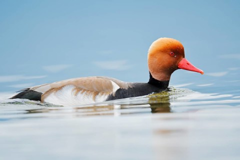 Red-crested pochard (Netta rufina), swimming drake, Lake Constance, Baden-Württemberg, Germany