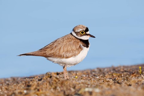 Little Ringed Plover (Charadrius dubius), North Rhine-Westphalia, Germany