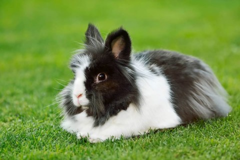 Lionhead rabbit (Oryctolagus cuniculus forma domestica) in a meadow, North Rhine-Westphalia,