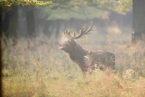 Red deer (Cervus elaphus) roaring in the rutting season, North Rhine-Westphalia, Germany
