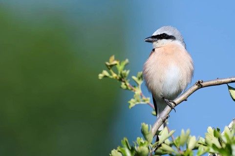 Red-backed shrike (Lanius collurio), male, North Rhine-Westphalia, Germany