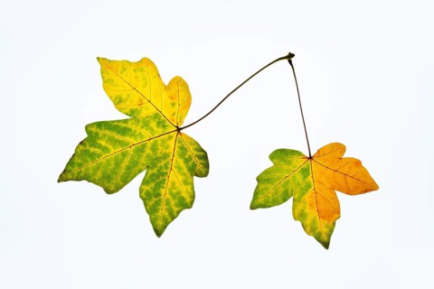 Sugar maple (Acer saccharum), leaves in autumn against a white background, North Rhine-Westphalia,