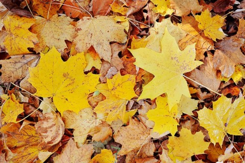 Norway maple or Norway maple (Acer platanoides, leaves in autumn, North Rhine-Westphalia, Germany