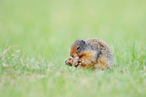 Columbia ground squirrel (Urocitellus columbianus, Spermophilus columbianus) feeding in a meadow,