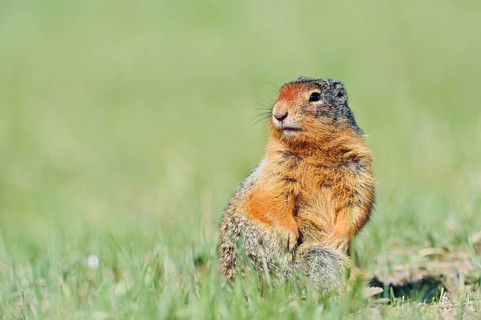 Columbia ground squirrel (Urocitellus columbianus, Spermophilus columbianus), Jasper National Park,