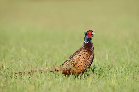 Hunting pheasant (Phasianus colchicus), cock standing in a meadow, North Rhine-Westphalia, Germany