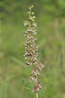 Broad-leaved helleborine or broad-leaved marsh orchid (Epipactis helleborine), inflorescence, North