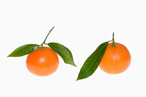Clementine (Citrus clementina), fruit and leaves on a white background