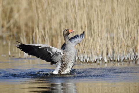 Greylag goose (Anser anser), flapping wings, North Rhine-Westphalia, Germany