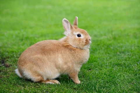 Dwarf rabbit (Oryctolagus cuniculus forma domestica) in a meadow, North Rhine-Westphalia, Germany