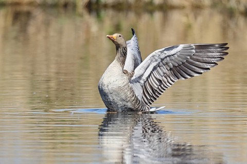 Greylag goose (Anser anser), flapping its wings on a pond, Wagbachniederung nature reserve,