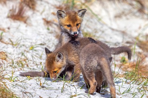Young red foxes (Vulpes vulpes) three playful kits, juveniles playing near burrow, den in the sand
