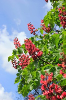 Red-flowering horse chestnut (Aesculus carnea), North Rhine-Westphalia, Germany