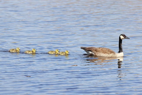Canada goose (Branta canadensis), swimming with chicks on a lake, animal pair, wildlife, birds,