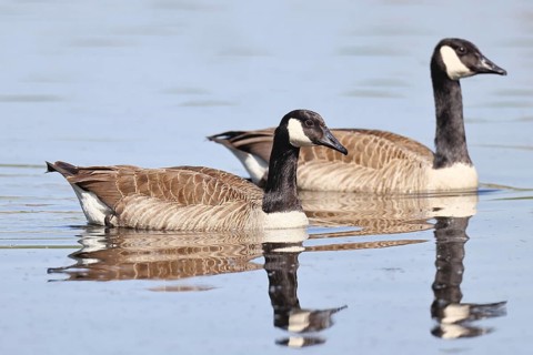 Canada goose (Branta canadensis), pair swimming on a lake, animal pair, wildlife, birds, geese,