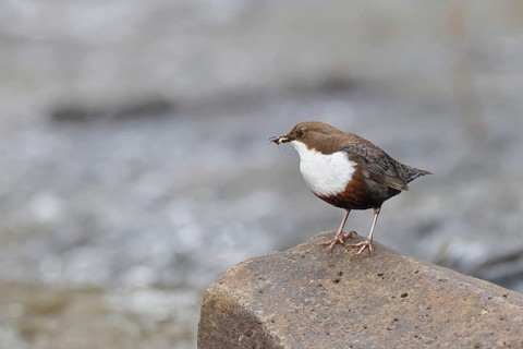 White-throated Dipper (Cinclus cinclus) standing with prey on a stone in the middle of a stream,