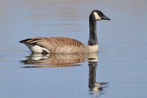 Canada goose (Branta canadensis), swimming on a lake, wildlife, birds, geese, nature reserve