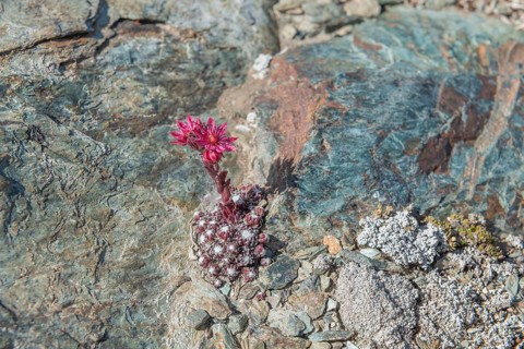 A striking pink flower Sempervivum arachnoideum (cobweb houseleek) grows out of a rocky surface and