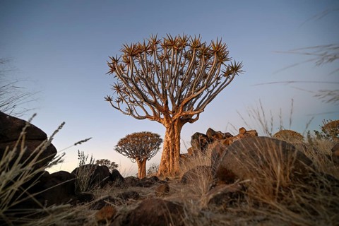 Quiver tree (Aloe dichotoma) in the morning light, quiver tree forest near Keetmanshoop, Karas