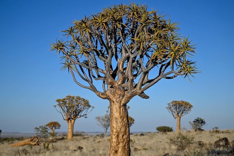 Quiver trees (Aloe dichotoma), quiver tree forest near Keetmanshoop, Karas Region, Namibia
